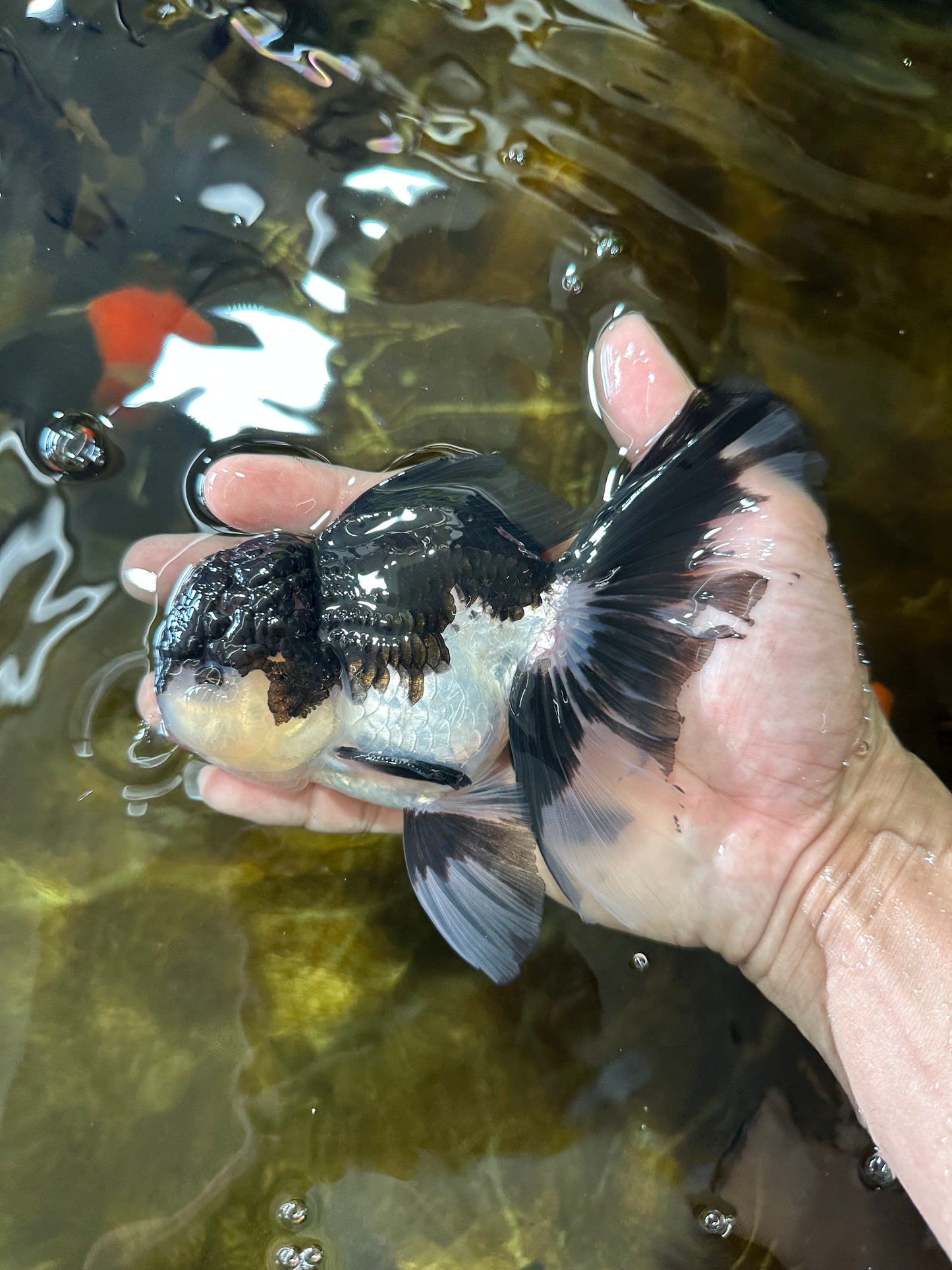 ELVIS PRESLEY A Grade Panda Oranda Male  5.5 inches #082225OR_18