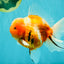 CHONKY A Grade Sakura Oranda Male 6 inches #070626OR_13