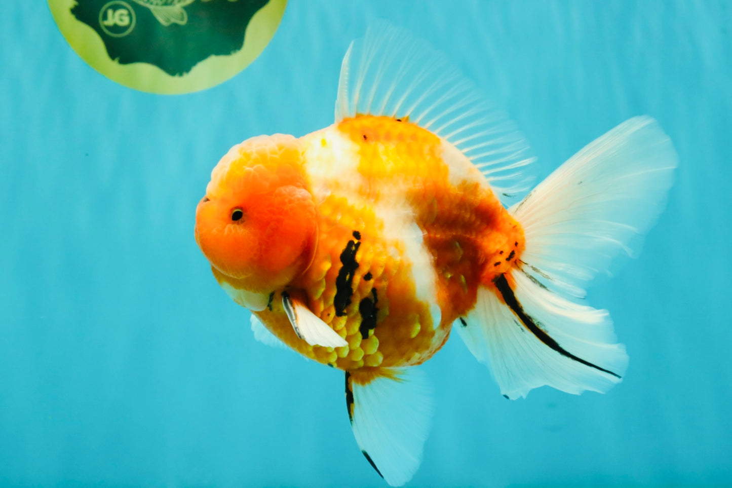 CHONKY A Grade Sakura Oranda Male 6 inches #070626OR_13