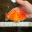Sakura Chinese Ranchu Female 5 inches #120525RC_06