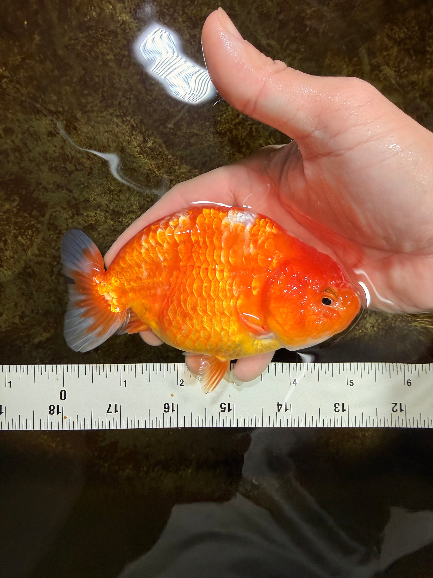 Sakura Chinese Ranchu Female 5 inches #120525RC_06