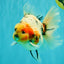 AAA Grade Sanke Marble Oranda Male 6.5 inches #062626OR_03