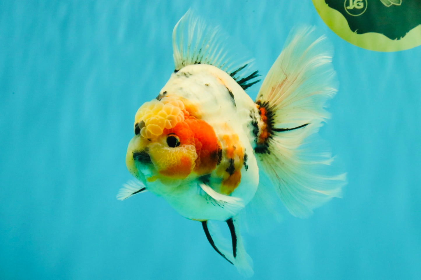 AAA Grade Sanke Marble Oranda Male 6.5 inches #062626OR_03