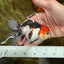 A Grade Young Tricolor Oranda Male 4.5 inches #061325_01