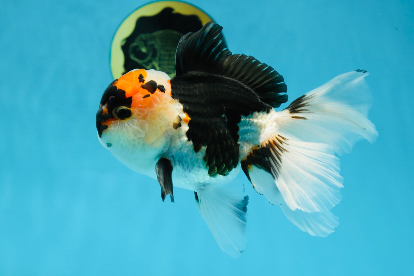 A Grade SPECIAL Tricolor Oranda Male 5.5 inches #062025OR_17