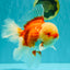 FLUFFY TAIL AAA Grade Super Red White Oranda Male 7.5-8 inches #061926OR_02
