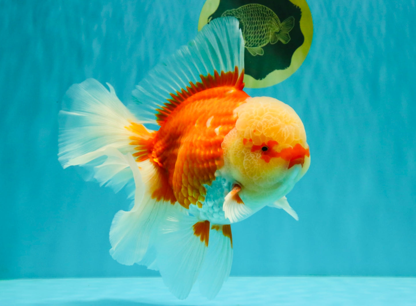 FLUFFY TAIL AAA Grade Super Red White Oranda Male 7.5-8 inches #061926OR_02