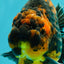 AAA Grade Jumbo Tiger Yuanbao Male 6.5 inches #062626YB_06
