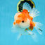 SUPER CUTE A Grade Sakura Oranda Female 5.5 inches #102425OR_21
