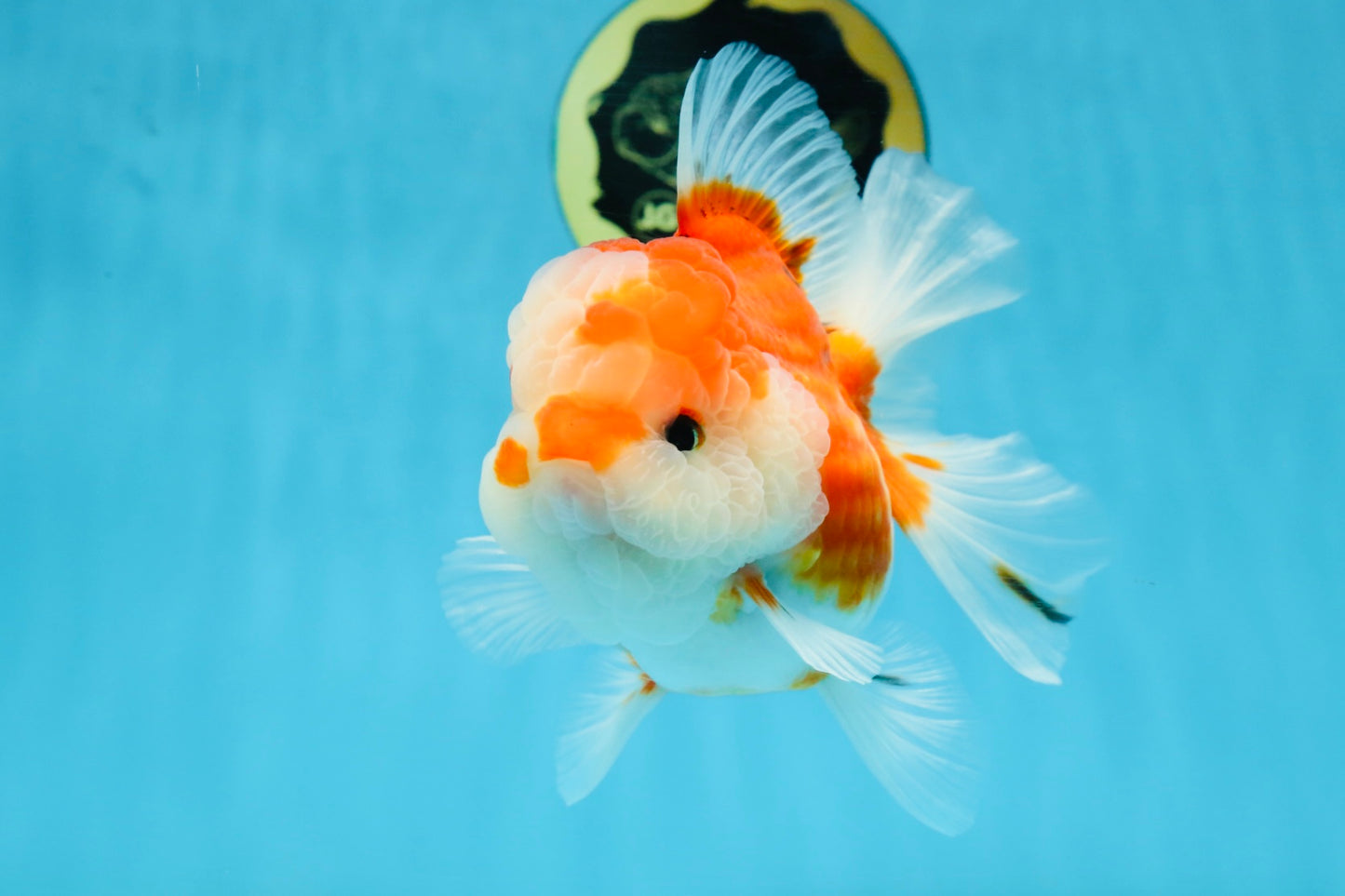 SUPER CUTE A Grade Sakura Oranda Female 5.5 inches #102425OR_21