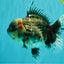 AAA Grade Calico Kirin Oranda Female 6.5 inches #100226OR_33