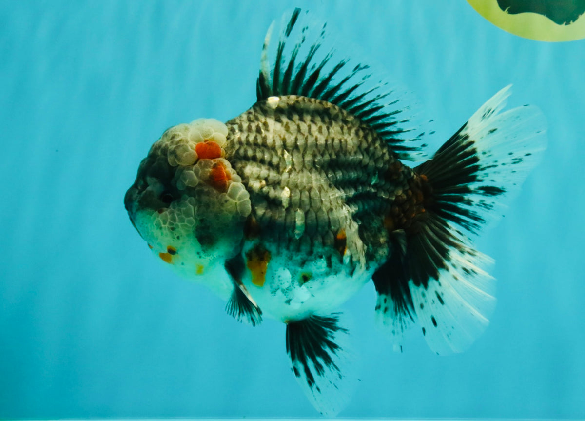 AAA Grade Calico Kirin Oranda Female 6.5 inches #100226OR_33