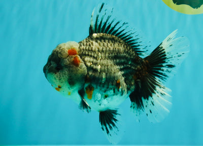 AAA Grade Calico Kirin Oranda Female 6.5 inches #100226OR_33