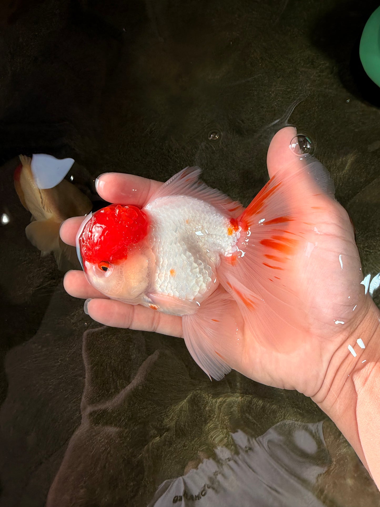 MARIO A Grade Tancho Red White Oranda Male 5-5.5 inches #031326OR_27