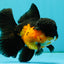 BATMAN Apache Oranda Male 5 inches #050826OR_03
