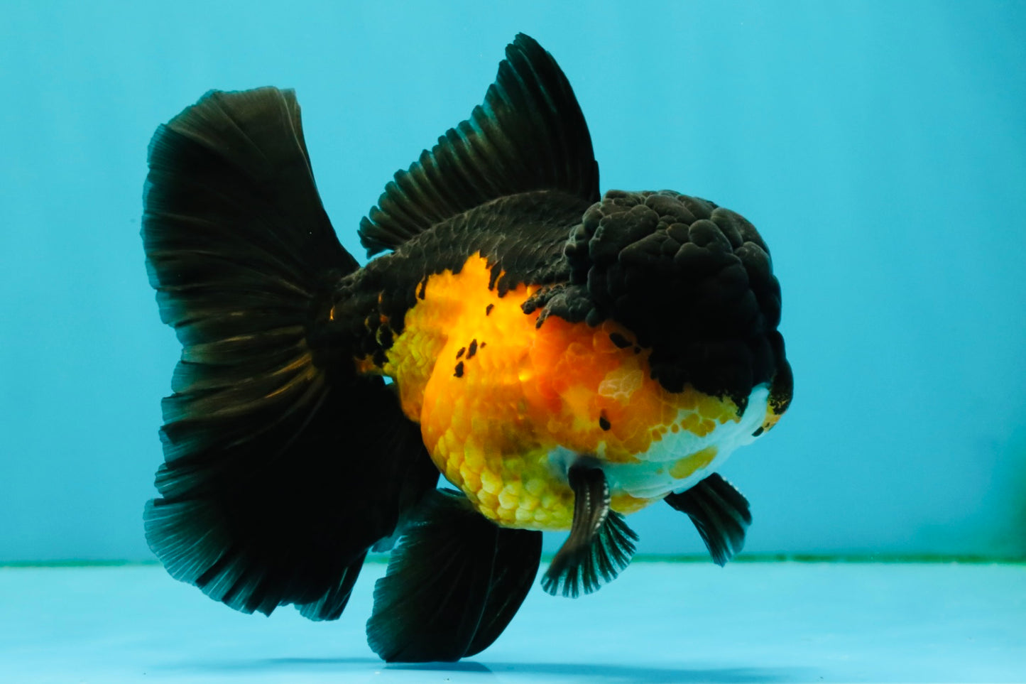 BATMAN Apache Oranda Male 5 inches #050826OR_03