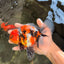 A Grade Beautiful Marble CalicoOranda Male 6-6.5 inches #061926OR_21