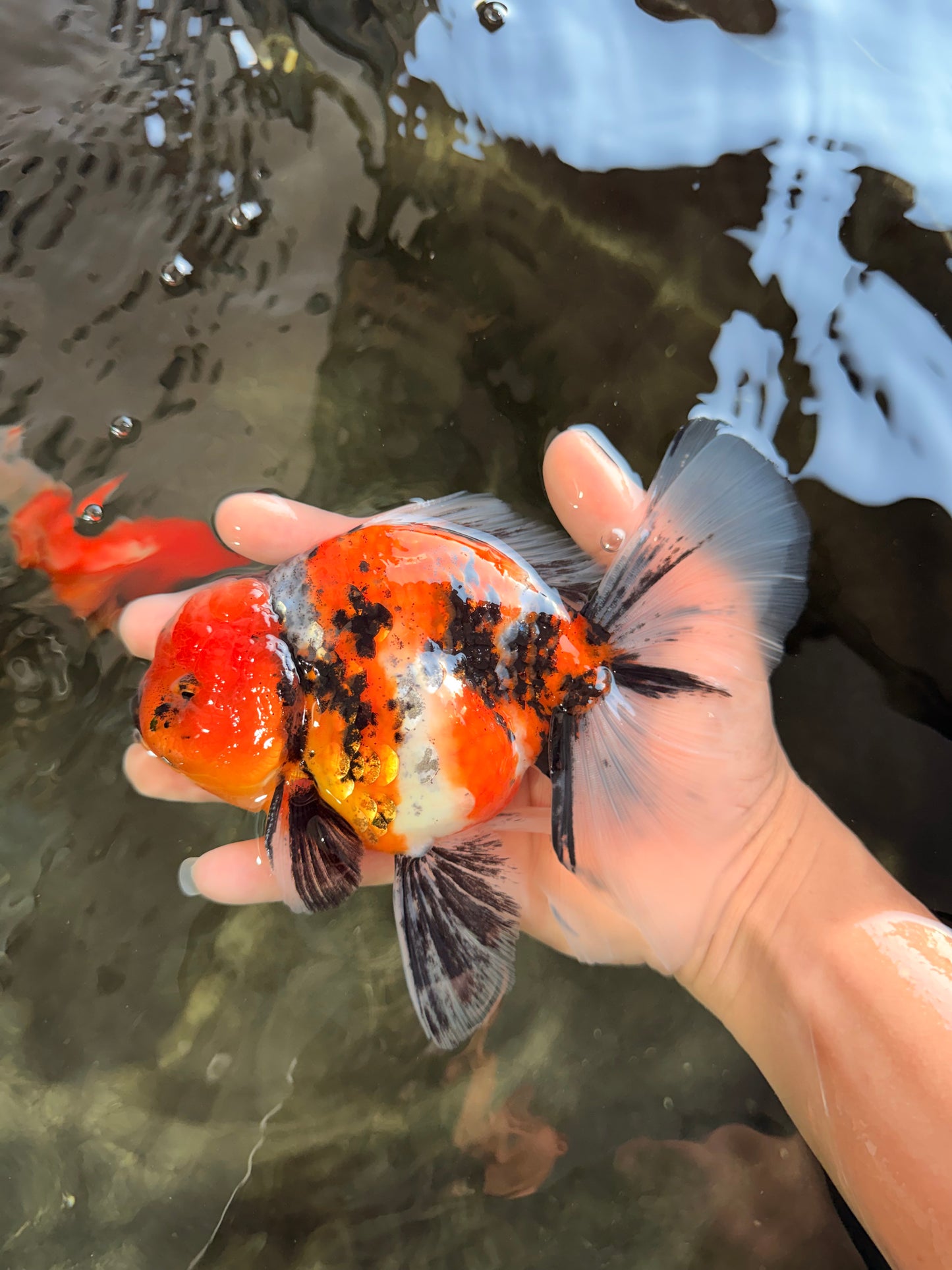 A Grade Beautiful Marble CalicoOranda Male 6-6.5 inches #061926OR_21