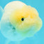 🐣 New Baby Bright Lemonhead Snow White Lionchu Female 3.5 inches #0223LC_03