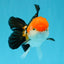 MARIO Tricolor Oranda Male 5-5.5 inches #041026OR_10