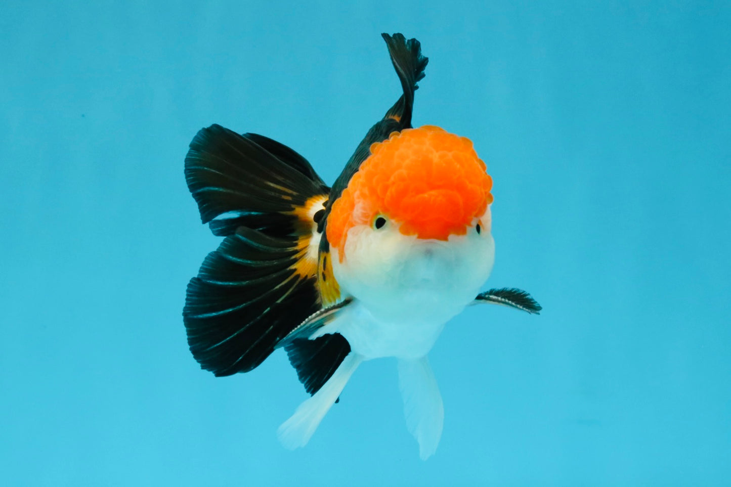MARIO Tricolor Oranda Male 5-5.5 inches #041026OR_10