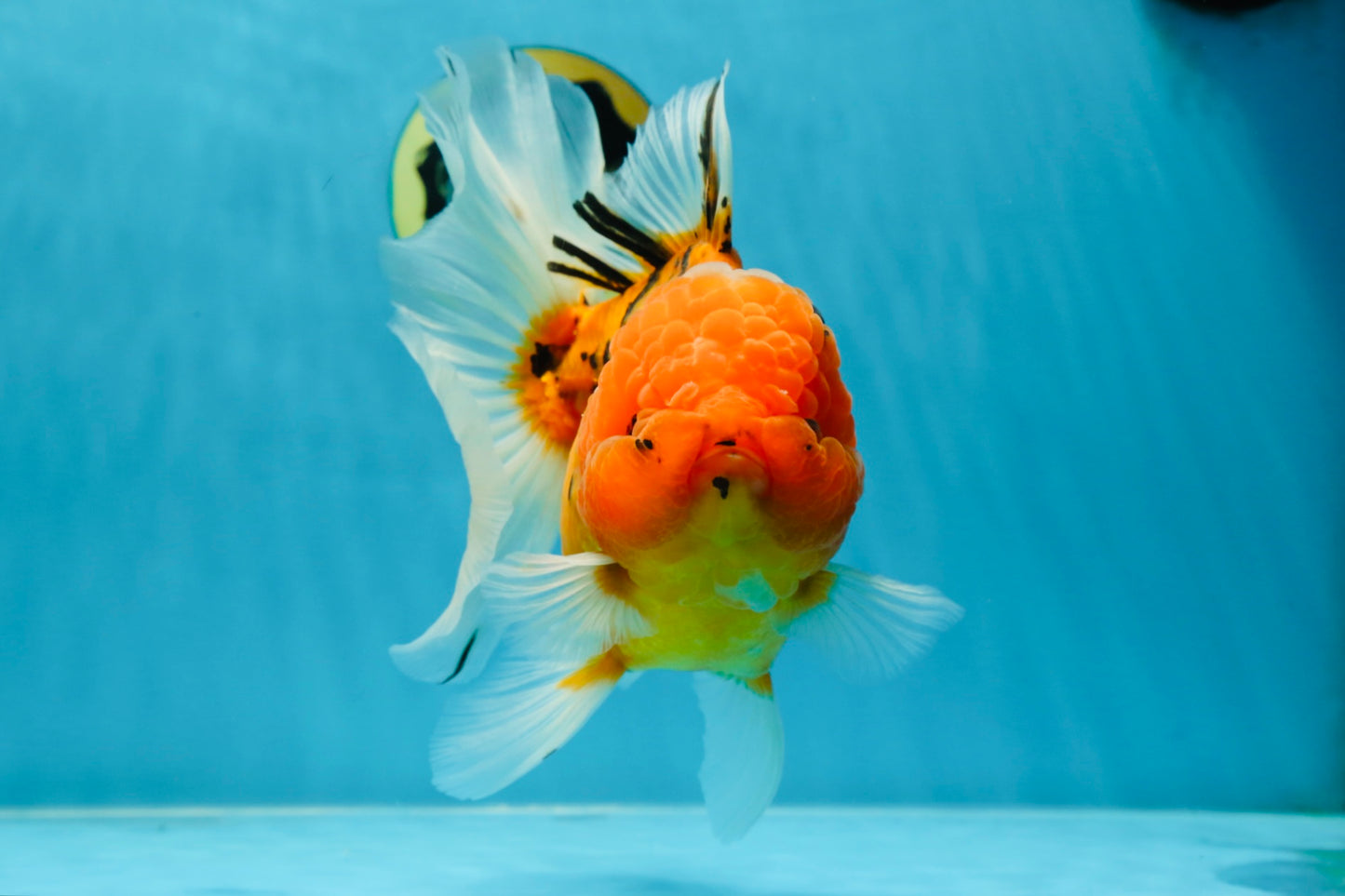 Jumbo A Grade Tiger Oranda Butterly Tail Female 7.5 inches #050225OR_12