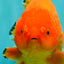 PUMPKIN AAA Grade Red Yuanbao Male 6 inches #101626YB_29