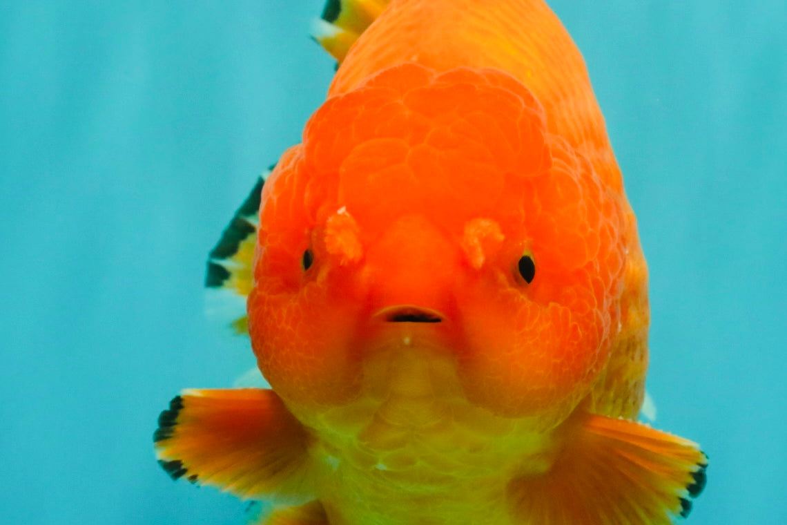 PUMPKIN AAA Grade Red Yuanbao Male 6 inches #101626YB_29