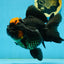 Red Head Oranda Female 5.5 inches #121324OR_15