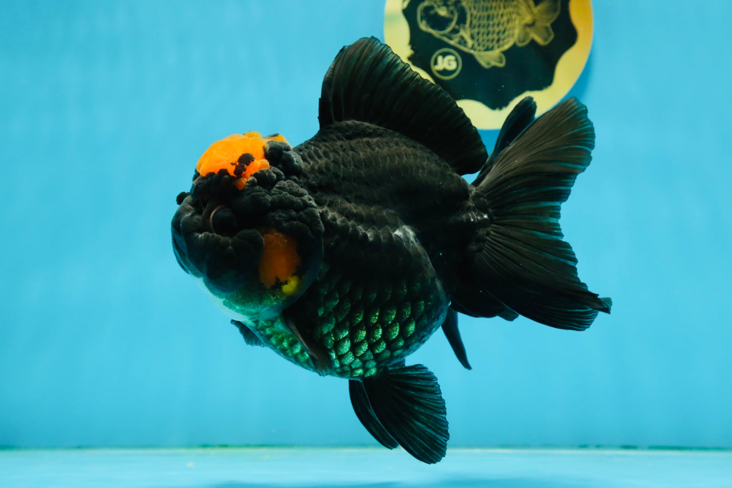 Red Head Oranda Female 5.5 inches #121324OR_15