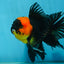 A Grade Tricolor Oranda Male 5-5.5 inches #062725OR_17