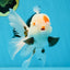 A Grade Tricolor Lipstick Kiss Button Eyes  Oranda Male 5.5 inches #020725OR_26