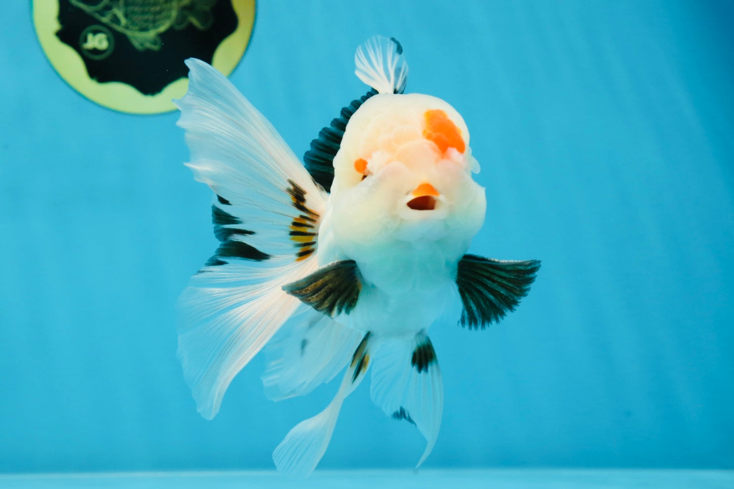 A Grade Tricolor Lipstick Kiss Button Eyes  Oranda Male 5.5 inches #020725OR_26