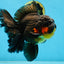 AAA Grade SPECIAL Red White Oranda Male 6.5 inches #080825OR_20