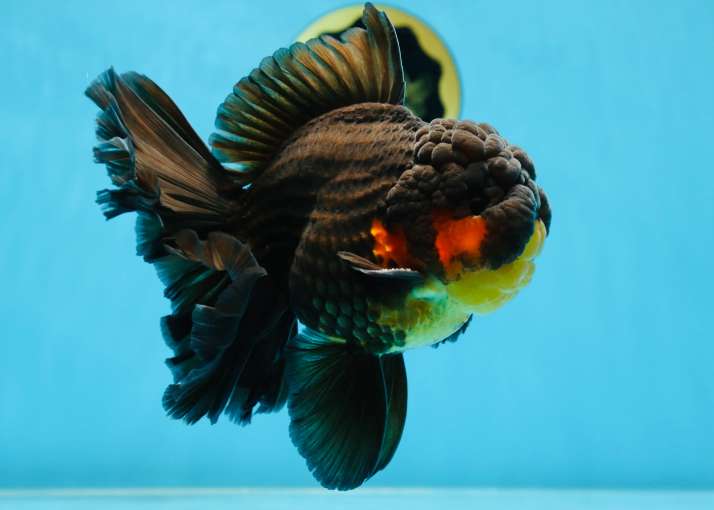 AAA Grade SPECIAL Red White Oranda Male 6.5 inches #080825OR_20