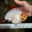 AAA Grade Diamond Scale White Sakura Ranchu Male 5.5-6 inches #100226RC_26