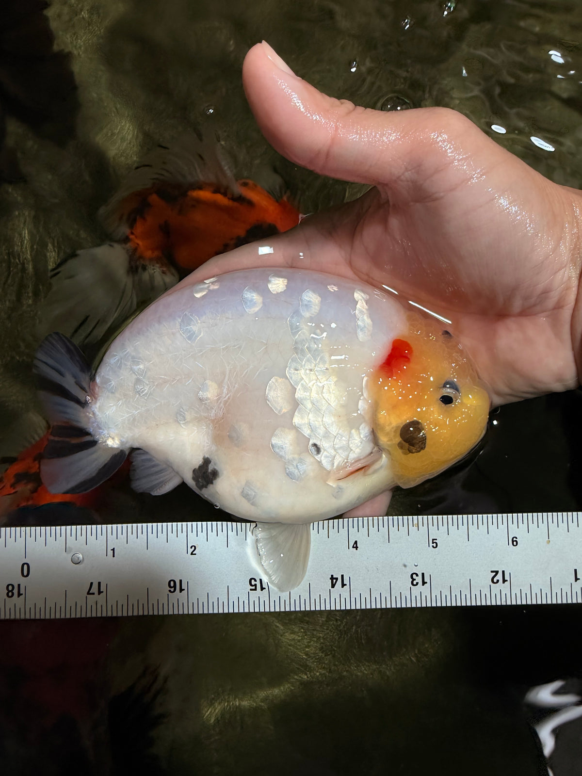 AAA Grade Diamond Scale White Sakura Ranchu Male 5.5-6 inches #100226RC_26