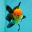 A Grade Tricolor Oranda Female 4.5 inches #110824OR_04