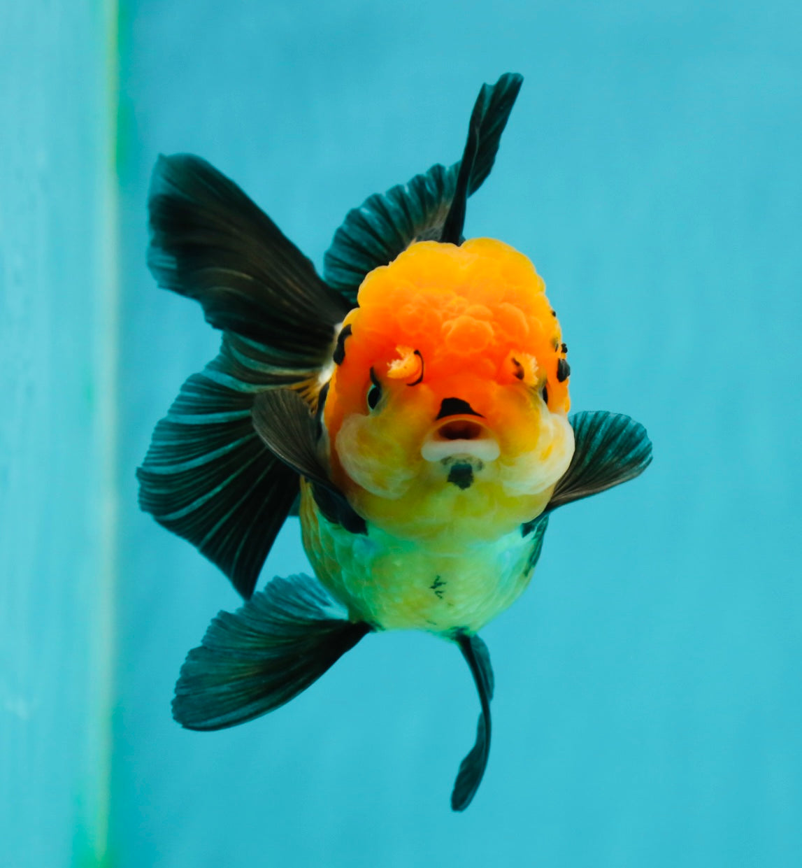 A Grade Tricolor Oranda Female 4.5 inches #110824OR_04