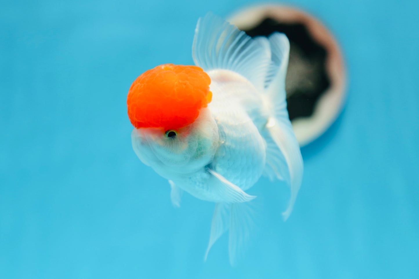 AAA Grade Tomato Head Oranda Male 4.5 inches #0908OR_06