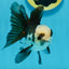 Panda Oranda Male 4.5-5 inches #112924OR_21