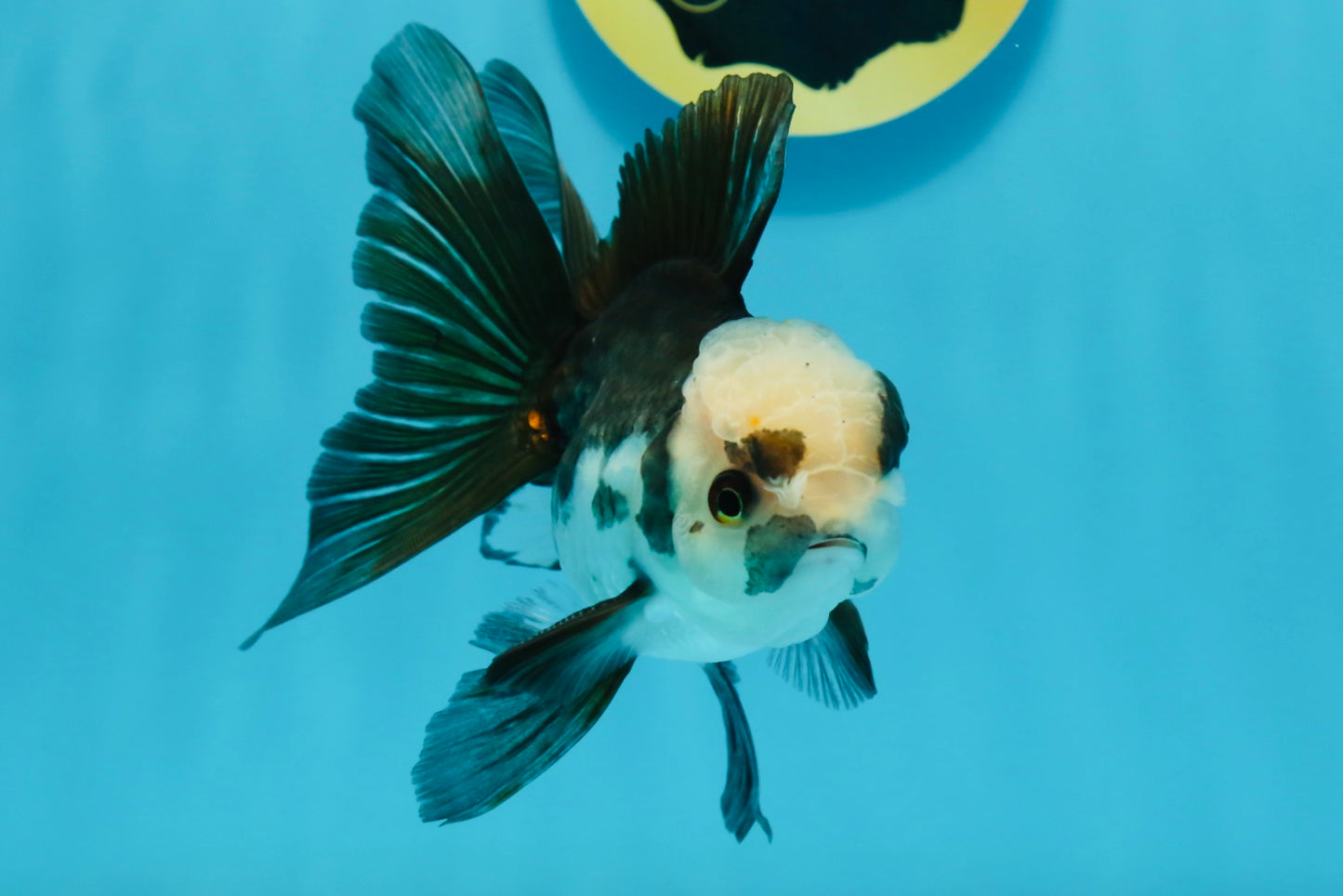 Panda Oranda Male 4.5-5 inches #112924OR_21