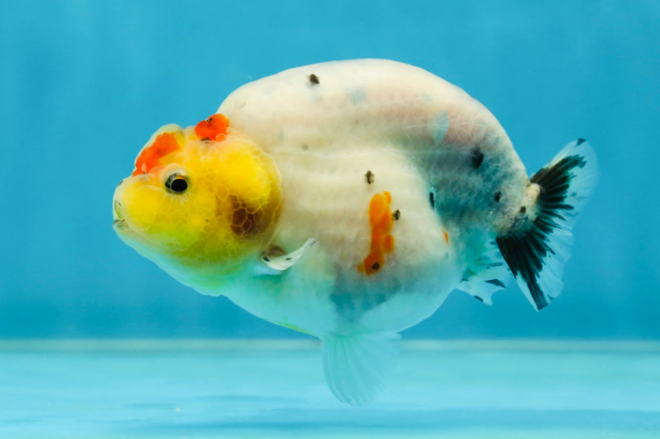 A Grade Cow Tricolor LionQueen 4 inches #050925LC_08