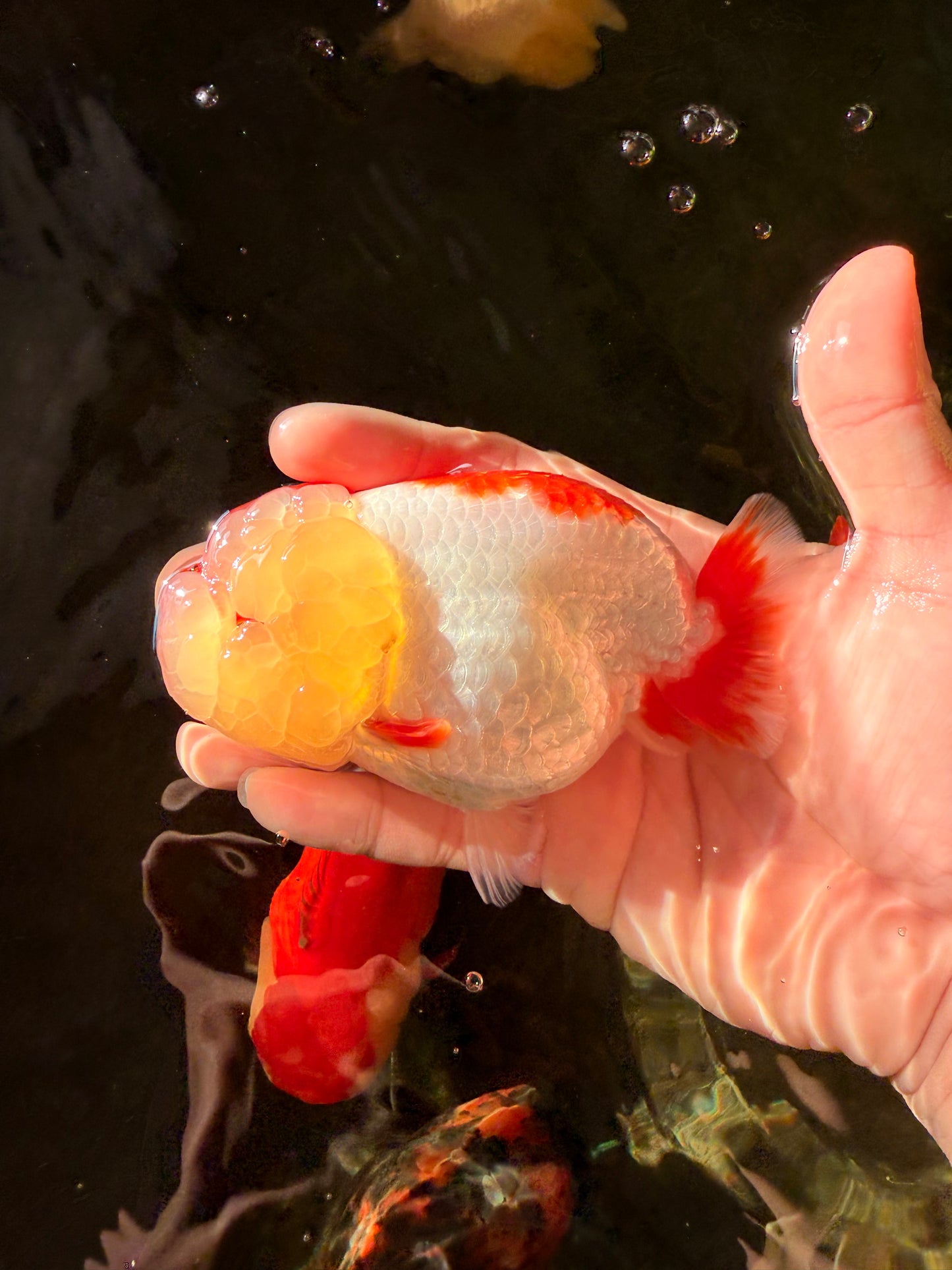 AAA Grade Kohaku LionQueen 4.5 inches #030626LC_01