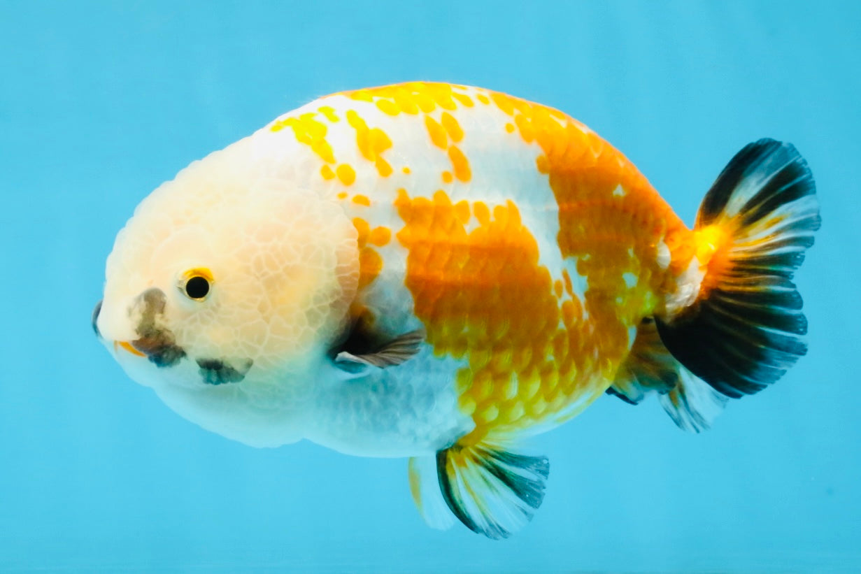 A Grade Tricolor LionKing 5-5.5 inches #112125LC_01