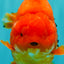 TOMATO A Grade Solid Red Yuanbao Male 5.5-6 inches #100226YB_10