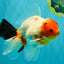 A Grade Diamond Scale Sakura Oranda Male 6.5 inches #072426OR_19