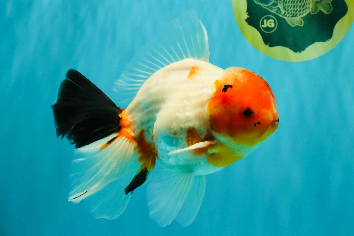 A Grade Diamond Scale Sakura Oranda Male 6.5 inches #072426OR_19