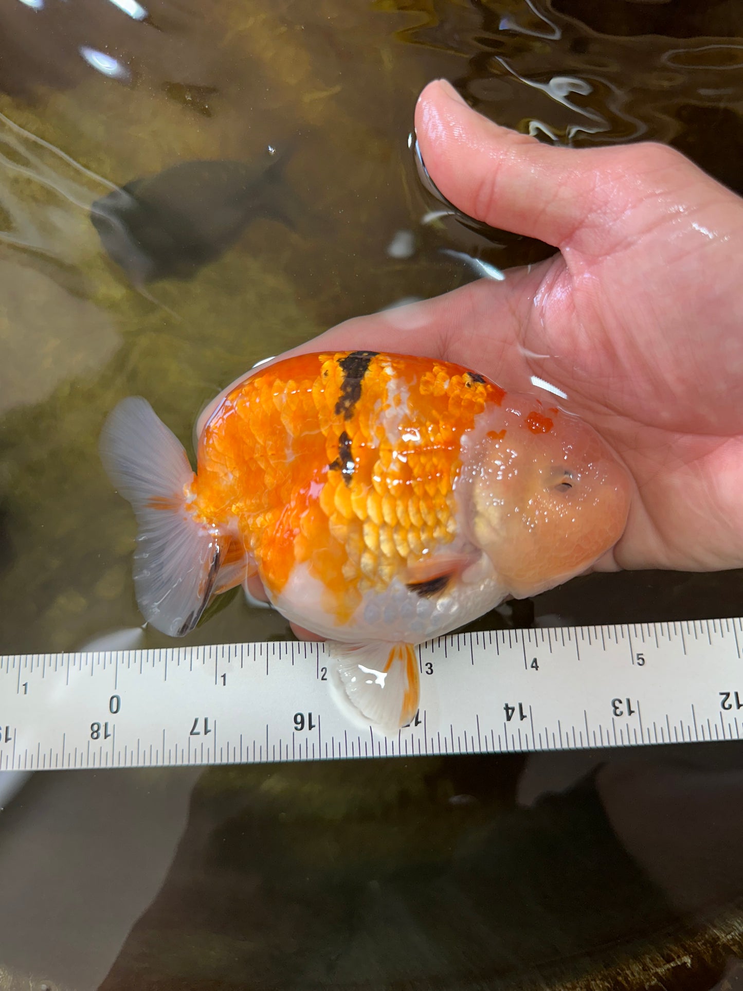 AAA Grade Sakura LionKing 5 inches #062025LC_08