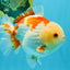 CHUBBY A Grade Red White Yuanbao Male 6 inches #041026YB_26